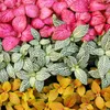 Sada 3 různobarevných rostlin Fittonia, stříbrný síťový Náhled obrázku produktu 2