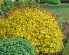 Japanische Spiere Goldflame 10-15 cm, im Topf - Spiraea Produktbild-Vorschau 12