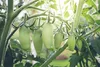 SAFLAX - BIO - Paradajka - San Marzano - Solanum Náhľad obrázku produktu 8