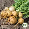 Samenliebe  Kohlrübe Samen | Wilhelmsburger - aromatisch & Produktbild-Vorschau 4