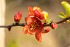 Chaenomeles japonica 'Cido', Zierquitte, gelb, 40–60 cm Produktbild-Vorschau 4