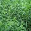 6 x Estragon  - Artemisia dracunculus 'Senior'  | Topf 9x9 Produktbild-Vorschau 1