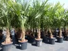 3 Stück XXL Palme winterhart 190 - 220 cm Trachycarpus Produktbild-Vorschau 7