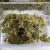 Repti-Zoo Chiles Sphagnum-Moos - 4,5 l für Terrarien Produktbild-Vorschau 6