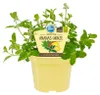 Ananas-Minze- Mentha suaveolens variegata - Kräuterpflanze Produktbild-Vorschau 1