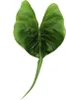Alocasia macrorrhiza Stingray - Alocasia - Stingray Anteprima dell’immagine prodotto 2