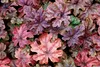 Stauden Gänge 3 x Tiarella Hybride 'Pink Skyrocket' - Produktbild-Vorschau 4