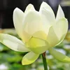 Weiße Indische Lotusblume (Nelumbo nucifera 'alba')  - 5 Produktbild-Vorschau 1