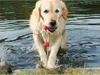 Trixie Dog Activity Aqua Toy MOT-Fun 9 cm Produktbild-Vorschau 7