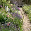 6 Verbena bonariensis Gartenpflanzen, purpurfarben, Höhe 20 Produktbild-Vorschau 3