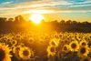 Kamelur 1kg BIO Sonnenblumenkerne geschält, aromatische Produktbild-Vorschau 3