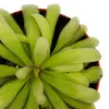 Fleischfressende Pflanze – Zier-Fettkraut – Pinguicula Produktbild-Vorschau 5