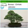 SAFLAX - Bonsai - Chiński Jałowiec - 30 Nasiona - Z Podgląd zdjęcia produktu 10