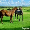 Weidegras Paddock Pferde 15 kg = 1.666 m² Gras für Koppeln Produktbild-Vorschau 11