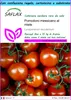 SAFLAX Set regalo - Pomodoro messicano al miele - 10 semi - Anteprima dell’immagine prodotto 1