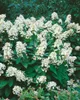 A close-up shot of a large white hydrangea bush with green leaves. Produktbild-Vorschau
