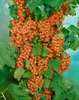 Ribes aureum, Gold-Johannisbeere, 60–100 cm Produktbild-Vorschau 7