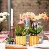Kolibri Orchids – oranžová orchidej Phalaenopsis – Bolzano Náhled obrázku produktu 2