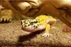Repti-Zoo Terrarium AK 21x31x15 Repti-Zoo Produktbild-Vorschau 10