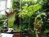 Amorofalus tytanowy (Amorphophallus titanum)  – 1 Podgląd zdjęcia produktu 2