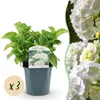 GreenboutiQ - Hortensie - Hydrangea macrophylla Blau - Produktbild-Vorschau 2