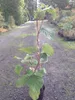 A young kiwi plant in a pot, standing upright on a gravel path, with trees and shrubs in the background. Produktbild-Vorschau