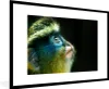 MuchoWow® MuchoWow® Gerahmtes Poster Affe - Fell - Schwarz Produktbild-Vorschau 1