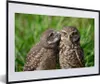 MuchoWow® MuchoWow® Gerahmtes Poster Eulen - Vögel - Gras Produktbild-Vorschau 1