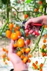 Oogst- en leesschaar, totale lengte 190 mm Productafbeelding-voorbeeld 3