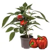 Paprika-Pflanze mit roten Früchten - für Balkon und Garten Produktbild-Vorschau 2