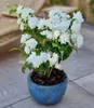 BALDUR Garten 2x Duftender Gartenjasmin 'Pearls of Produktbild-Vorschau 2