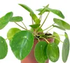 Ufopflanze - pflegeleichte Zimmerpflanze, Pilea Produktbild-Vorschau 4
