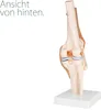 Anatomický model kostry kolenního kloubu výukové modely Náhled obrázku produktu 4