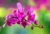 Orchidea Tekuté Hnojivo 3x1 L – 3-4-3 NPK – Pro Orchidey – Náhled obrázku produktu 5