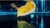 Nintendo Games Pokemon Legends: Z-a Durchsichtig PAL Produktbild-Vorschau 2