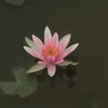 Seerose 'PYGMAEA RUBRA' Cont. 1 l Produktbild-Vorschau 1