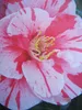 Camellia japonica Lady Vansittard - Japanische Kamelie Lady Produktbild-Vorschau 1