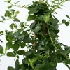 Säckelblume - Ceanothus thyrsiflorus Repens - Höhe 60-70cm Produktbild-Vorschau 3