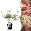 GreenboutiQ - Balkonpflanze - Japanischer Ahorn - Acer Produktbild-Vorschau 1