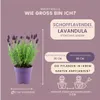 Plants by Frank | 6 Französische Lavendel Pflanzen | Produktbild-Vorschau 7