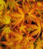 BALDUR Garten 1x Japanischer Ahorn 'Katsura', Pflanze im 12 Produktbild-Vorschau 2