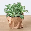 Green Your Bottle – Komplettset für deinen Flaschengarten – Produktbild-Vorschau 2