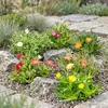 12x - Delosperma mix - Ø7cm - ↕10-12cm Voir les images du produit 4