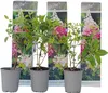 Hortensie - 3 Stk - Hydrangea paniculata 'Pink Lady' - Höhe Produktbild-Vorschau 1