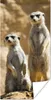 MuchoWow® Poster Felsen - Erdmännchen - Tiere 20x40 cm - Produktbild-Vorschau 1