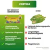 Miscela di fiori per prato per api Greenyp I 100g per 100m² Anteprima dell’immagine prodotto 3