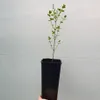 Lillà Palibin 2L Anteprima dell’immagine prodotto 2