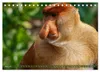 Nasenaffen von Borneo (Tischkalender 2027 DIN A5 quer), Produktbild-Vorschau 6