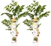 Bloomique - Zestaw 2 szt. - Campsis Radicans Galen - Kwiat Podgląd zdjęcia produktu 1