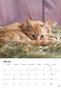 Katzen Kalender 2027 Produktbild-Vorschau 8